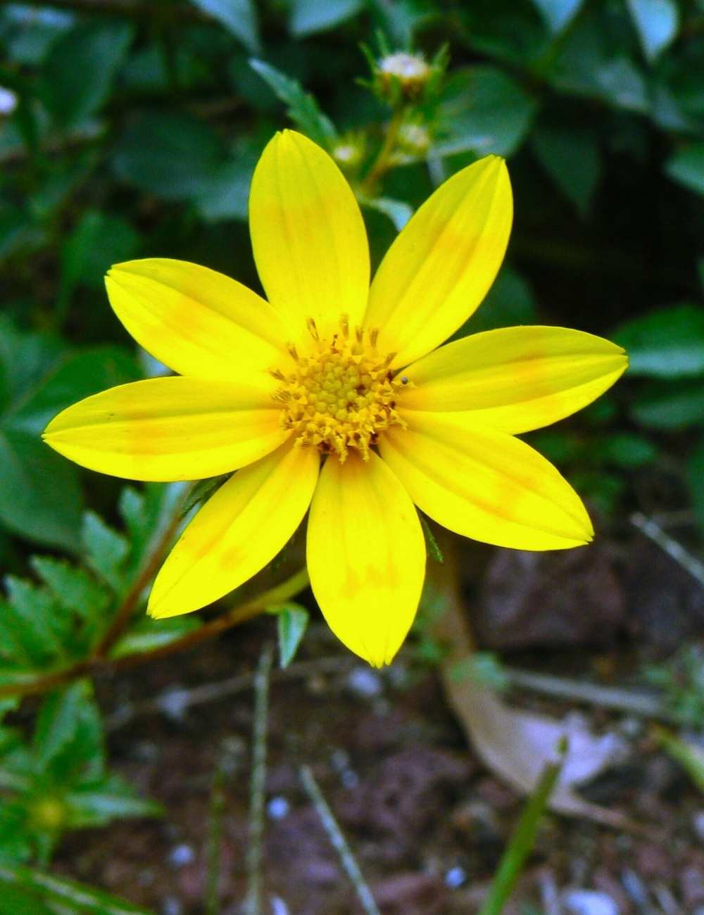 Close-up of a paper Adey Abeba flower, dark centre in sharp focus